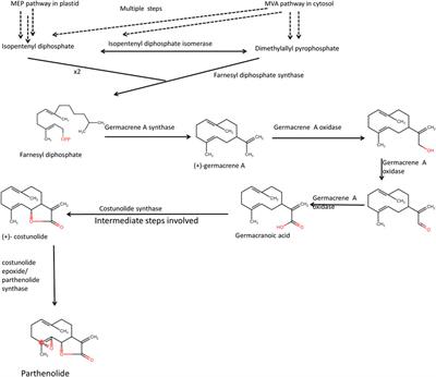 Biosynthesis of anticancer phytochemical compounds and their chemistry